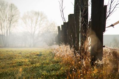 Man standing on field against trees