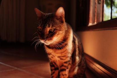 Close-up portrait of a cat looking away at home