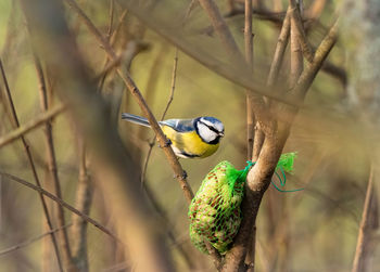 Close-up of bird perching on branch