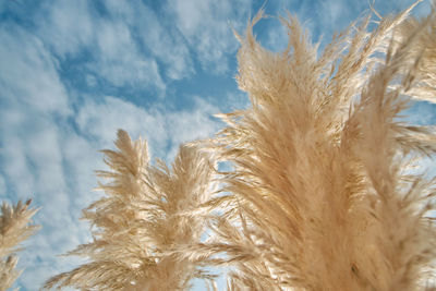 Low angle view of crops against sky