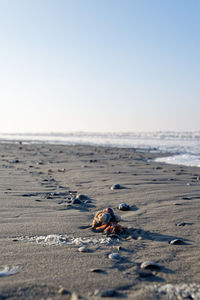 View of crab on beach