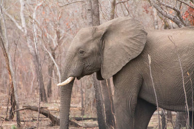 Close-up of an elephant in the forest of the hwange natural park in zimbabwe.