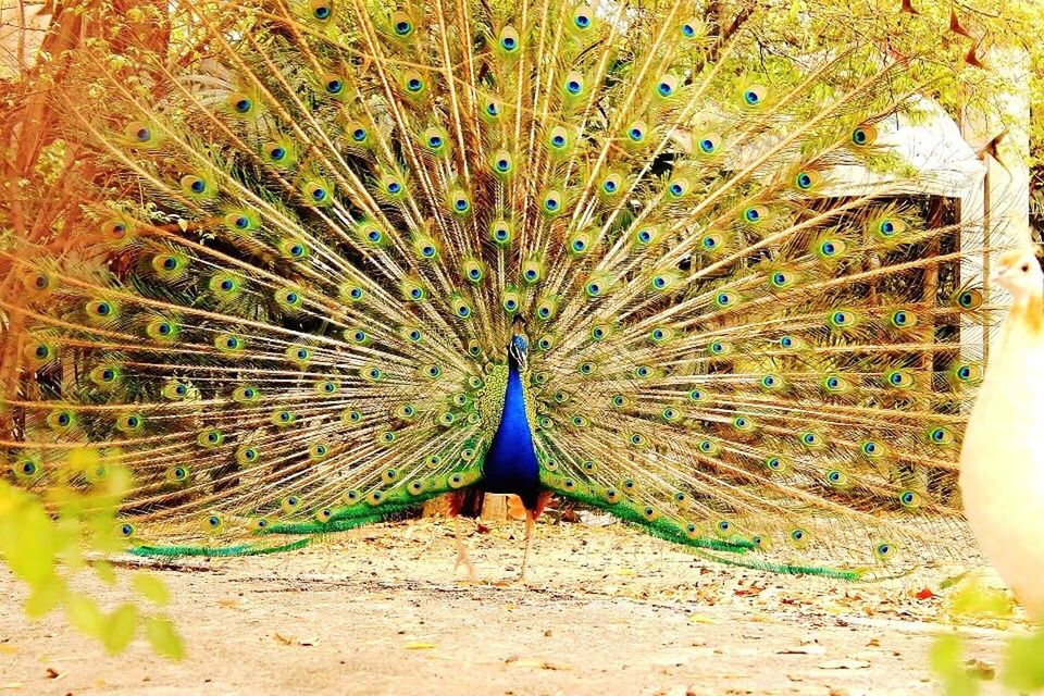 PEACOCK WITH FEATHERS ON THE BACKGROUND