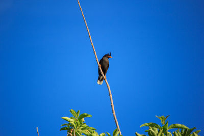 Low angle view of bird perching on plant against blue sky