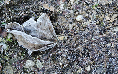 High angle view of dry leaves
