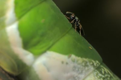 Close-up of fly on leaf