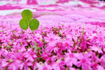 Close-up of pink flowers