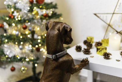 A duchshund dog watching the christmas ornaments over the table with a christmas tree behind