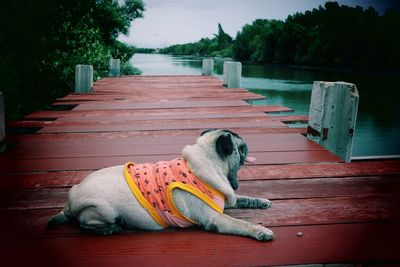 View of a dog lying down on footpath