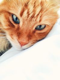 Close-up portrait of a cat