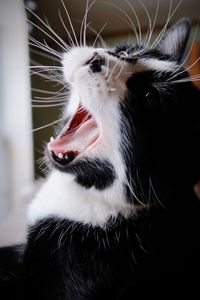 Black and white kitten