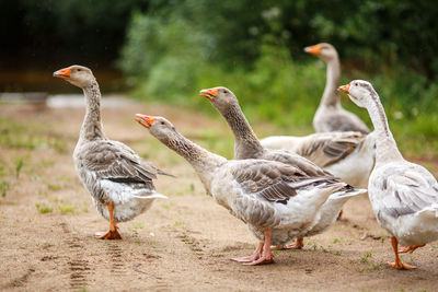 A herd of beautiful white geese walking in a meadow near a farmhouse