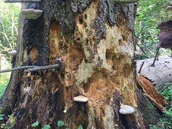 Close-up of moss growing on tree trunk in forest