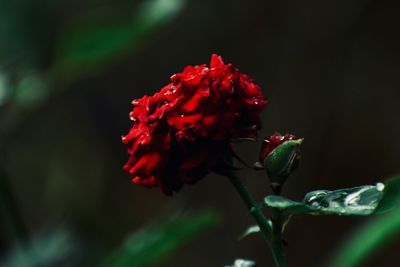 Close-up of red rose flower