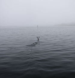 View of birds in sea against sky