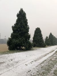 Trees on snow covered field against sky