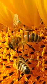 Close-up of bee on yellow flower