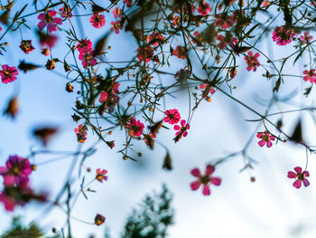 Low angle view of flowering plant against sky