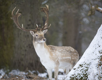 Deer against blurred background