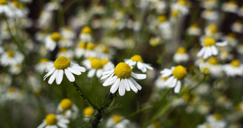 Close-up of white daisy flowers