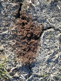 Close-up of ant on the ground