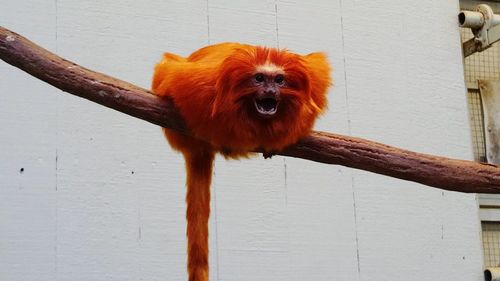 Golden lion tamarin on tree branch against wall