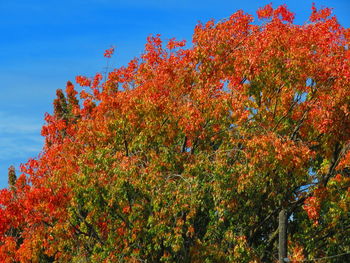 Low angle view of flowering tree against blue sky