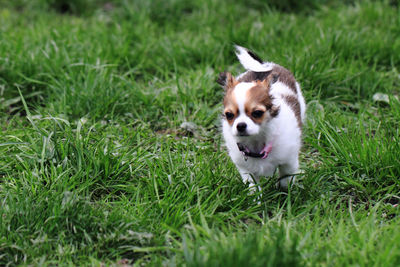 Portrait of dog on grass