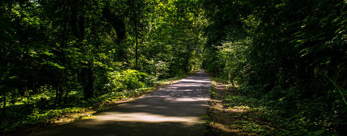 Narrow pathway along trees in forest