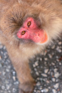 High angle view of monkey