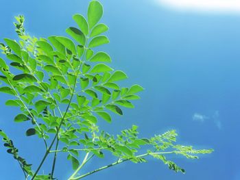 Low angle view of plant against blue sky