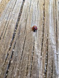 Close-up of ladybug on wood