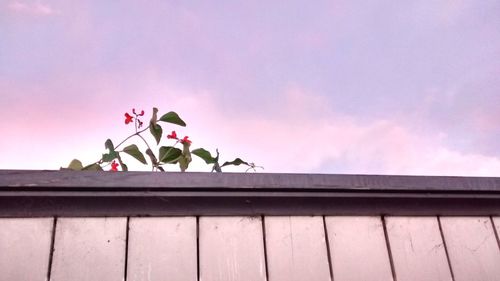 Low angle view of pink flowers against sky