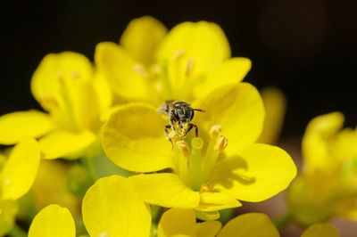 Close-up of bee pollinating on yellow flower