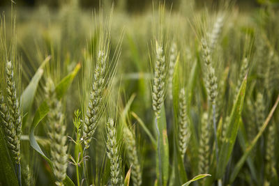 Close-up of wheat growing on field