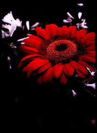 Close-up of red flower