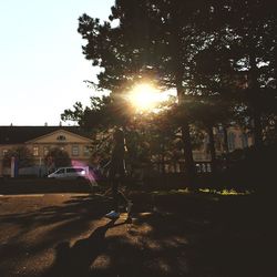 Sun shining through trees