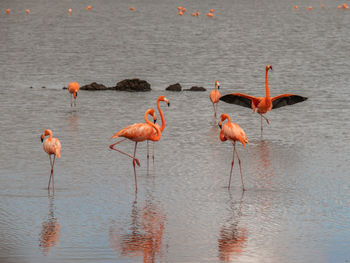 Birds in lake