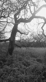 Bare tree on landscape against sky