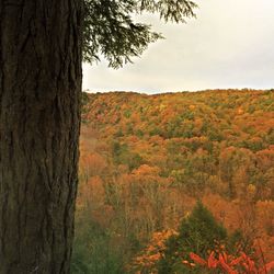 Trees in forest