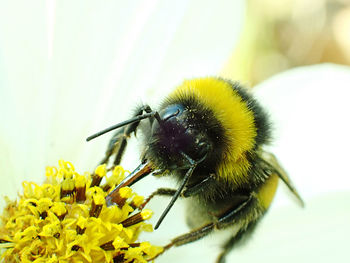 Close-up of a bee sitting on pollen and looking at the camera