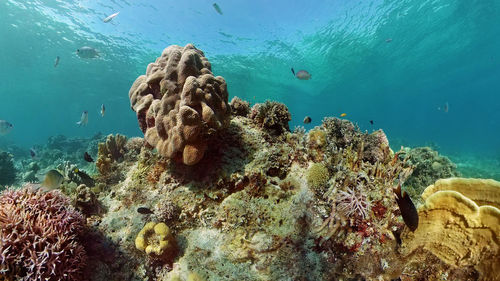Fish swimming in sea