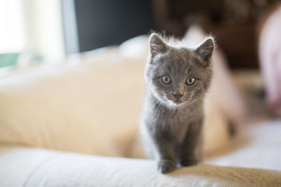 Portrait of kitten at home