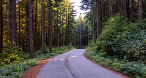 Empty road amidst trees in forest