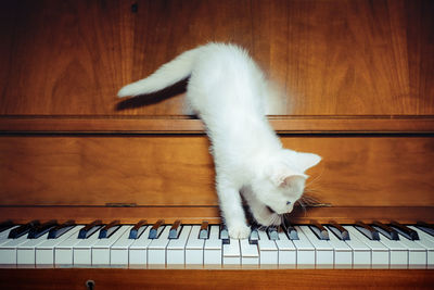 Close-up of white cat