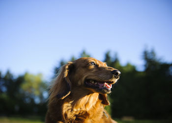 Close-up of dog yawning