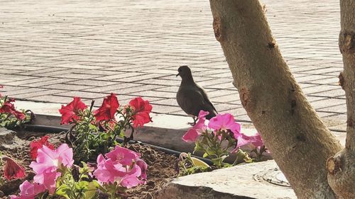 High angle view of bird perching on wood by lake