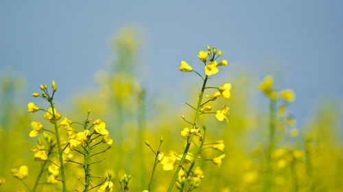 Close-up of oilseed rape