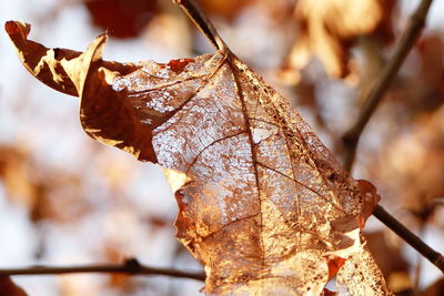 Close-up of dry leaf during winter