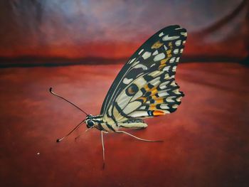 Butterfly on leaf